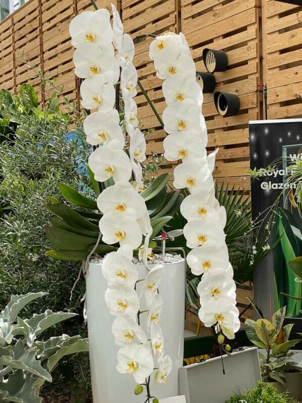 Potée de Phalaenopsis, orchidée, plante d'intérieur, Floriade, Almere, Pays-Bas