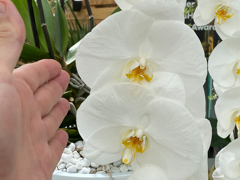 Potée de Phalaenopsis, orchidée, plante d'intérieur, Floriade, Almere, Pays-Bas