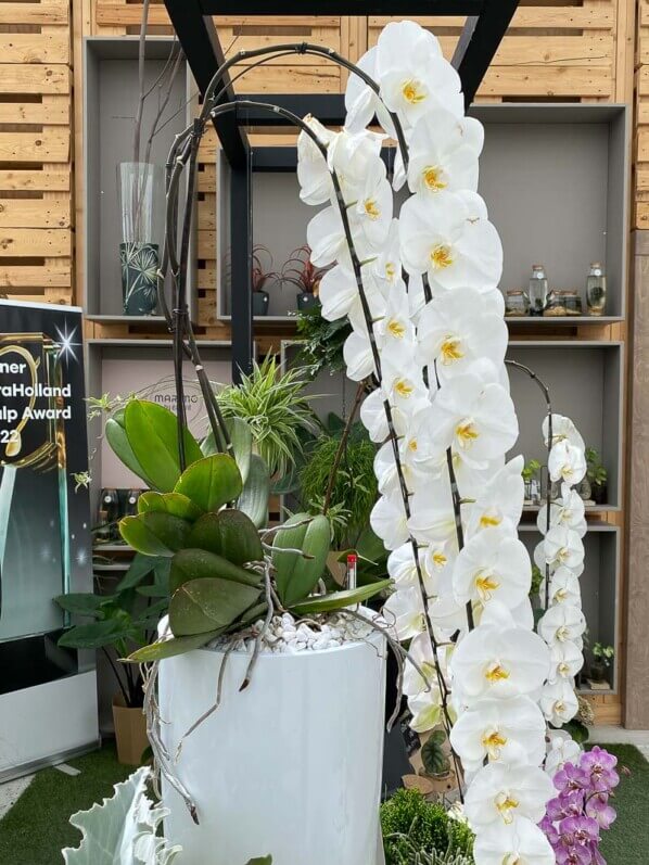 Potée de Phalaenopsis, orchidée, plante d'intérieur, Floriade, Almere, Pays-Bas
