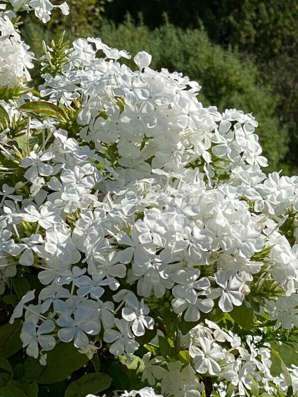 Plumbago capensis 'Alba' en été dans le Jardin des Plantes, Paris 5e (75)