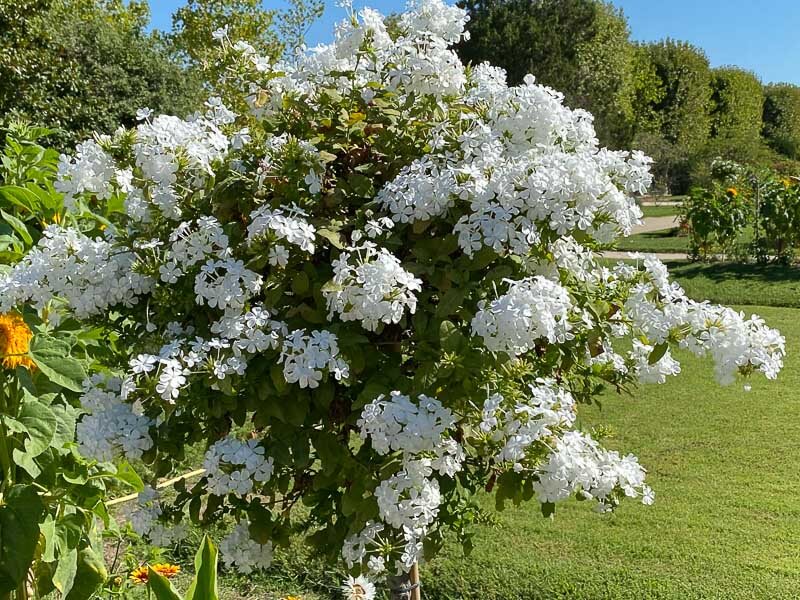 Plumbago capensis 'Alba' en été dans le Jardin des Plantes, Paris 5e (75)