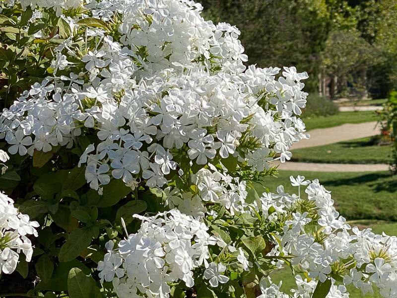 Plumbago capensis 'Alba' en été dans le Jardin des Plantes, Paris 5e (75)