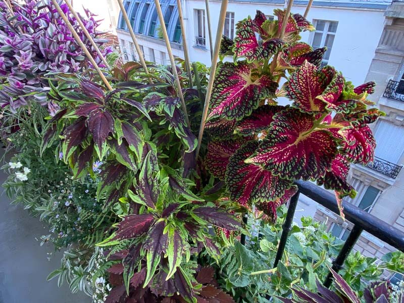 Potée de coléus (Solenostemon) en été sur mon balcon parisien, Paris 19e (75)