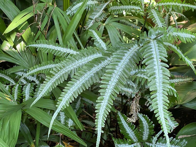 Pteris, fougère, plante exotique, en été dans le jardin botanique, Meise, Belgique