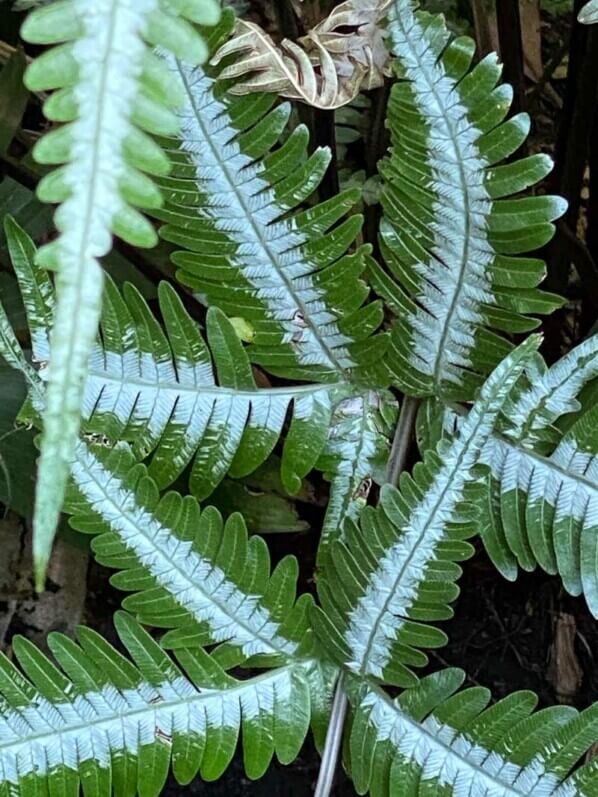 Pteris, fougère, plante exotique, en été dans le jardin botanique, Meise, Belgique
