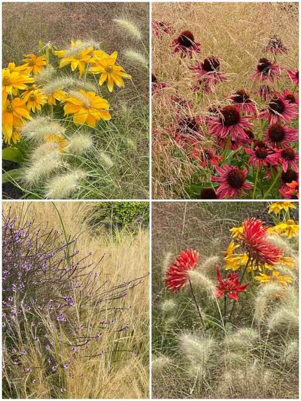 Fleurs d'été et graminées, Rudbeckia, verveine, Dahlia, échinacée, collage MOLDIV, Floriade, Almere (Pays-Bas)