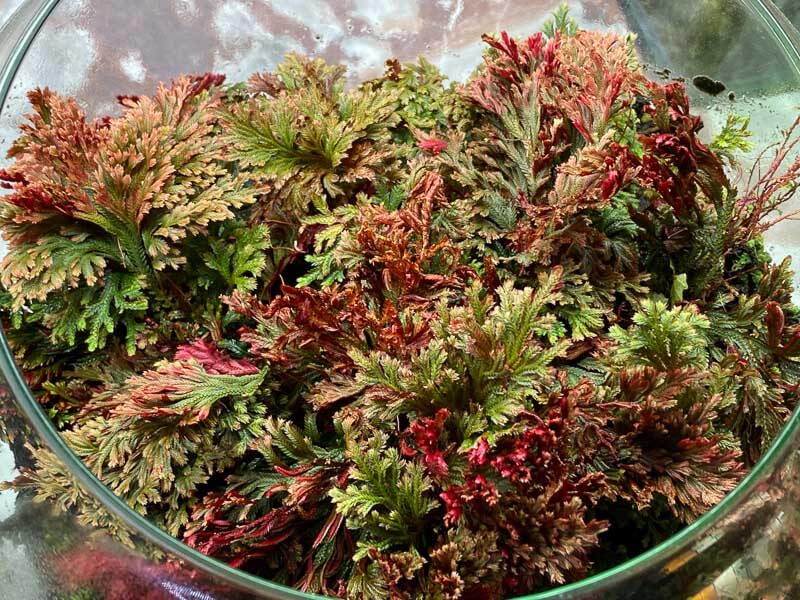 Selaginella erythropus, plante d'intérieur, terrarium, Paris 19e (75)