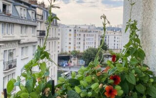 Suzanne-aux-yeux-noirs (Thunbergia alata) en été sur mon balcon parisien, Paris 19e (75)