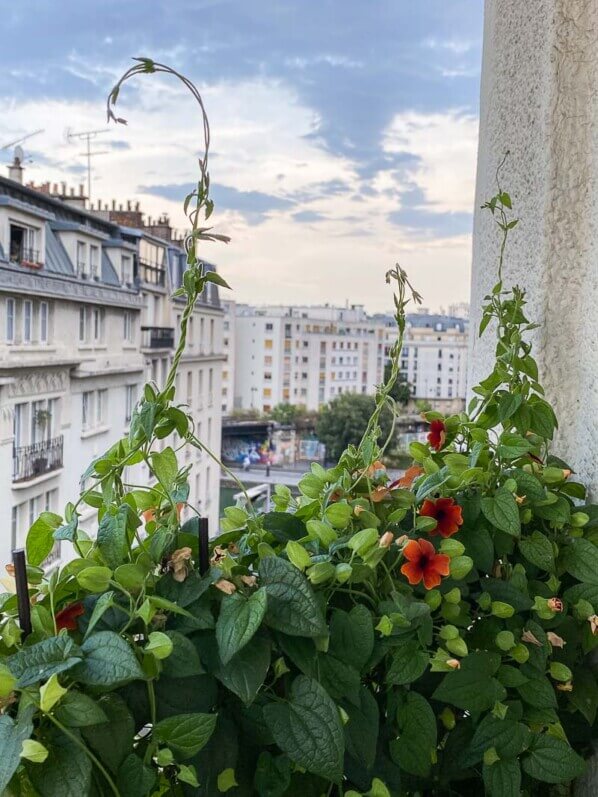 Suzanne-aux-yeux-noirs (Thunbergia alata) en été sur mon balcon parisien, Paris 19e (75)