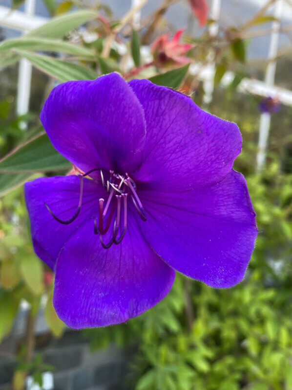 Fleur de Tibouchina urvilleana en été dans le jardin botanique, Meise, Belgique