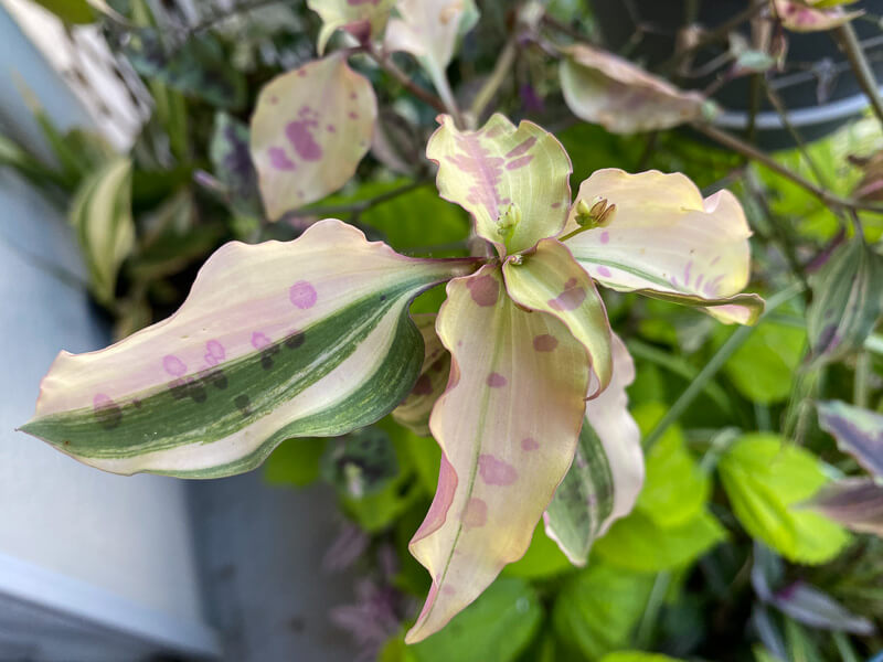 Tinantia pringlei 'Variegata' en été sur mon balcon parisien, Paris 19e (75)