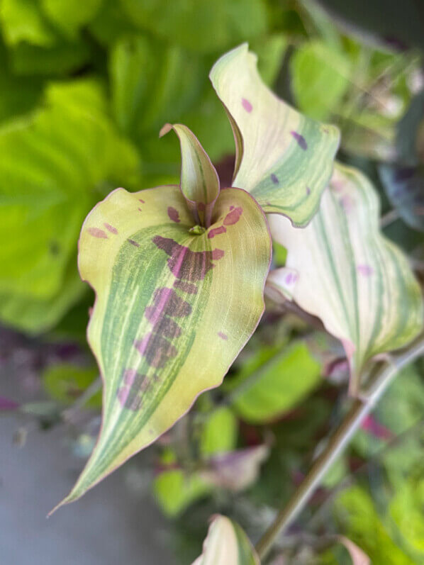 Tinantia pringlei 'Variegata' en été sur mon balcon parisien, Paris 19e (75)