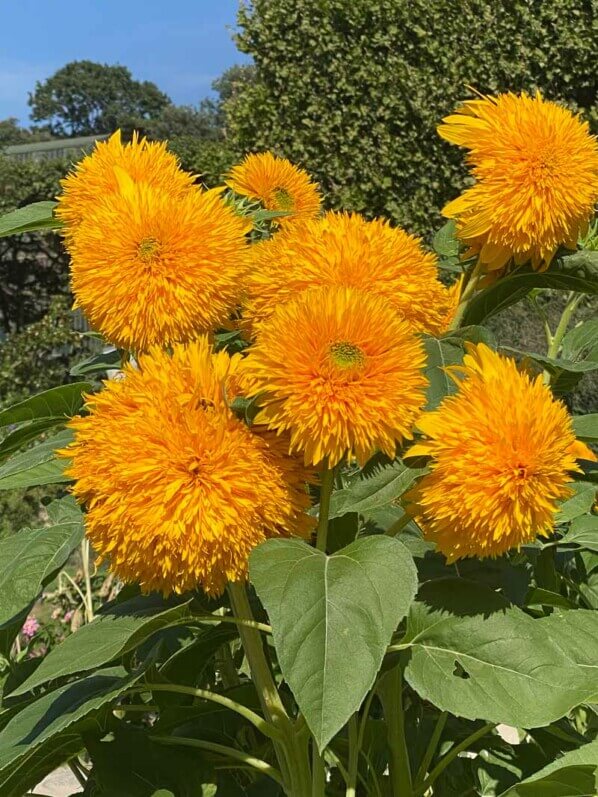 Tournesol 'Double Sunking' en été dans le Jardin des Plantes, Paris 5ème (75)