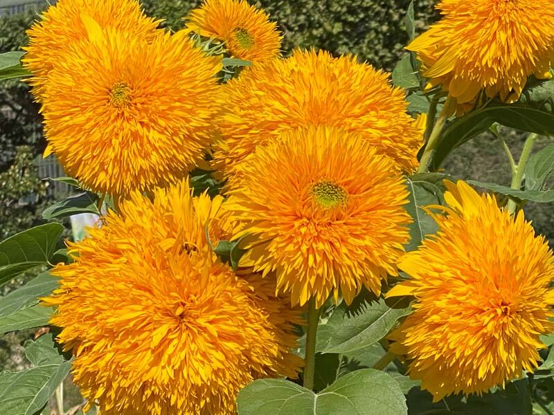 Tournesol 'Double Sunking' en été dans le Jardin des Plantes, Paris 5ème (75)