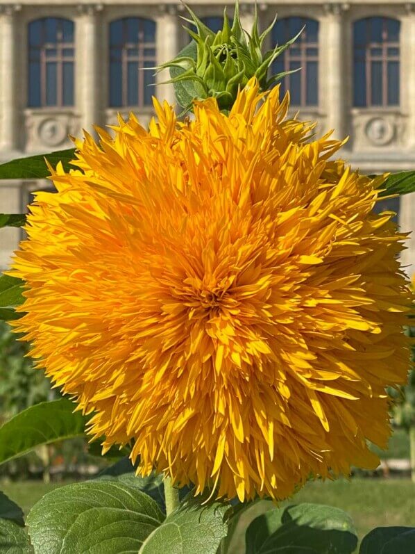 Tournesol 'Double Sunking' en été dans le Jardin des Plantes, Paris 5ème (75)