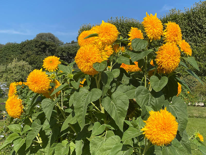 Tournesol 'Double Sunking' en été dans le Jardin des Plantes, Paris 5ème (75)