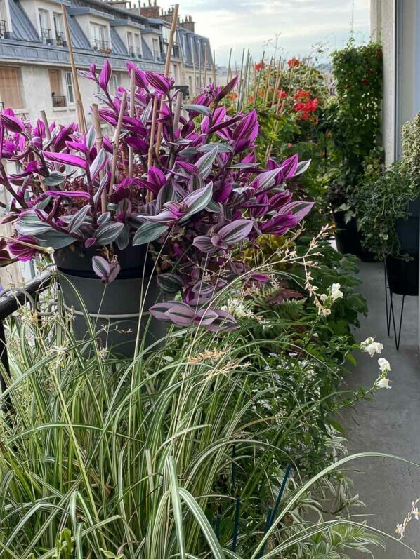 Potée de Tradescantia 'Nanouk' en été sur mon balcon parisien, Paris 19ème (75)