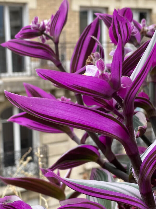 Potée de Tradescantia 'Nanouk' en été sur mon balcon parisien, Paris 19ème (75)