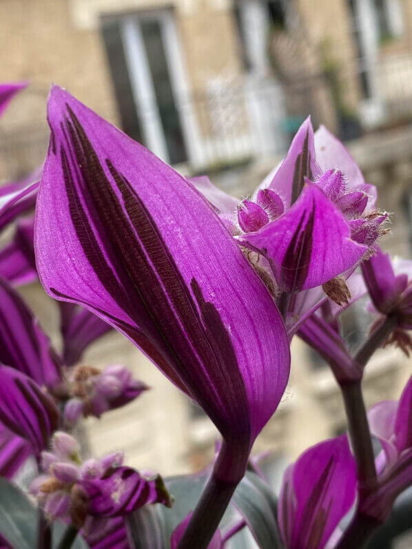 Potée de Tradescantia 'Nanouk' en été sur mon balcon parisien, Paris 19ème (75)