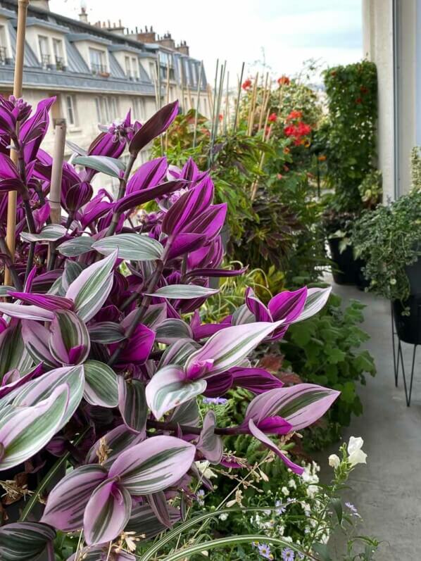 Potée de Tradescantia 'Nanouk' en été sur mon balcon parisien, Paris 19ème (75)