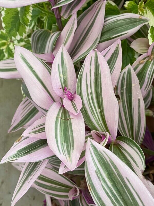 Potée de Tradescantia 'Nanouk' en été sur mon balcon parisien, Paris 19ème (75)