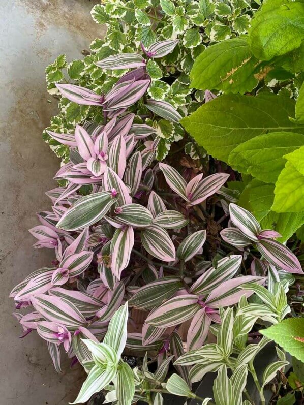 Potée de Tradescantia 'Nanouk' en été sur mon balcon parisien, Paris 19ème (75)