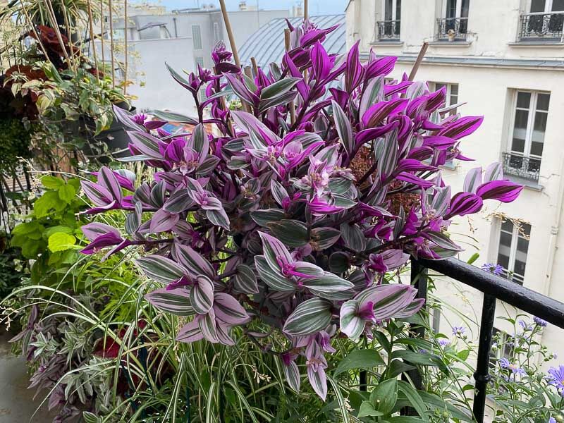 Potée de Tradescantia 'Nanouk' en été sur mon balcon parisien, Paris 19ème (75)