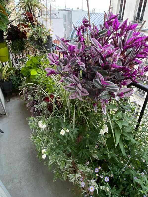 Potée de Tradescantia 'Nanouk' en été sur mon balcon parisien, Paris 19ème (75)