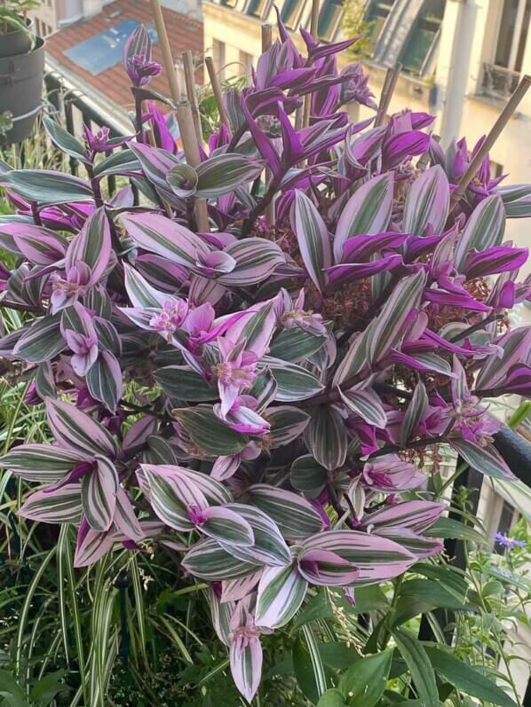 Potée de Tradescantia 'Nanouk' en été sur mon balcon parisien, Paris 19ème (75)