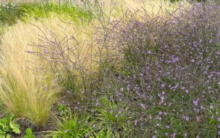 Verveine officinale (Verbena officinalis) 'Bampton', Floriade, Almere, Pays-Bas