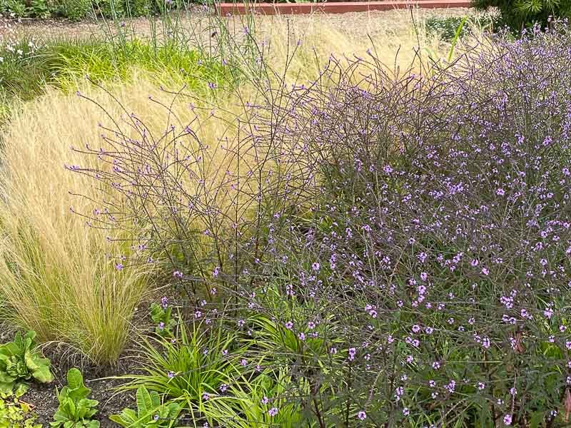 Verveine officinale (Verbena officinalis) 'Bampton', Floriade, Almere, Pays-Bas