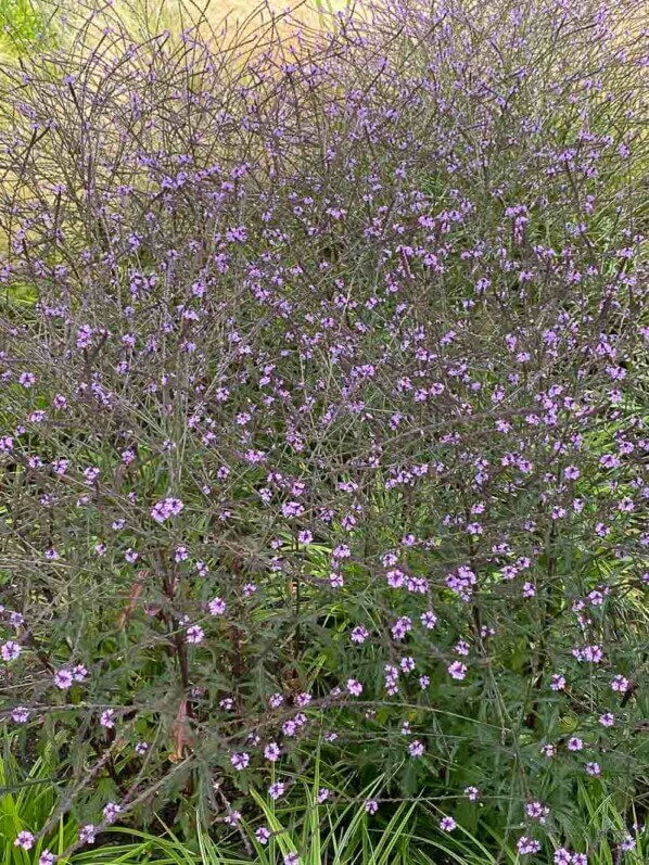 Verveine officinale (Verbena officinalis) 'Bampton', Floriade, Almere, Pays-Bas