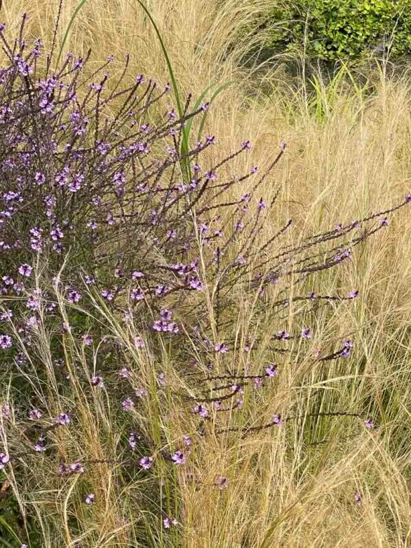 Lire la suite à propos de l’article Un nuage de fleurettes avec la verveine officinale ‘Bampton’