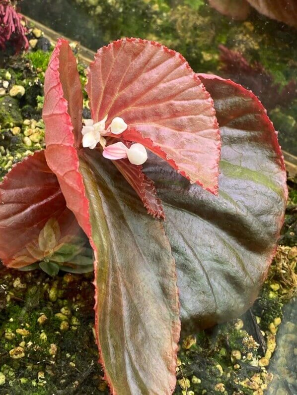 Begonia sp. Sulawesi Black, Bégoniacées, plante d'intérieur, terrarium, Paris 19e (75)