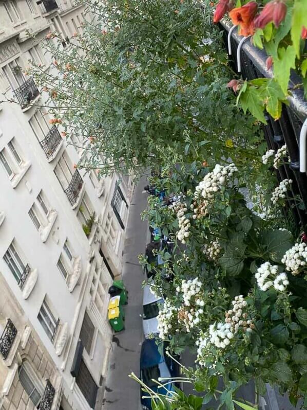 En été sur mon balcon parisien, Paris 19e (75)