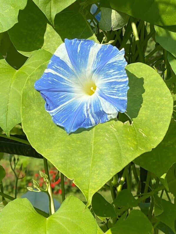 Ipomée volubilis, Ipomoea 'Flying Saucers', en été dans le Jardin des Plantes, Paris 5ème (75)