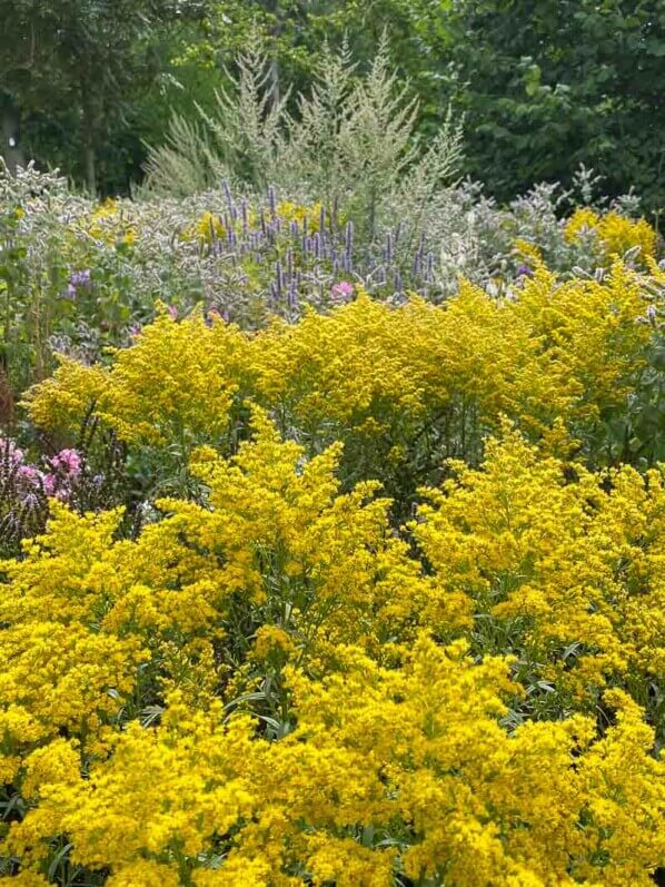 Massif de verges d'or, Solidago, Floriade, Almere, Pays-Bas