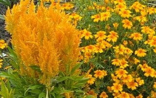 Célosie plumeuse et oeillet d'Inde, Rudbeckia hirta 'Prairie Sun', Floriade, Almere, Pays-Bas