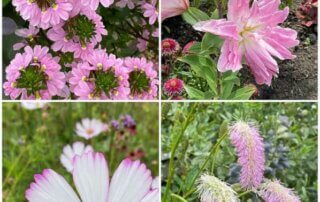 Fleurs d'été, Scaevola, Lis, Cosmos, Sanguisorba, collage MOLDIV, Floriade, Almere (Pays-Bas)