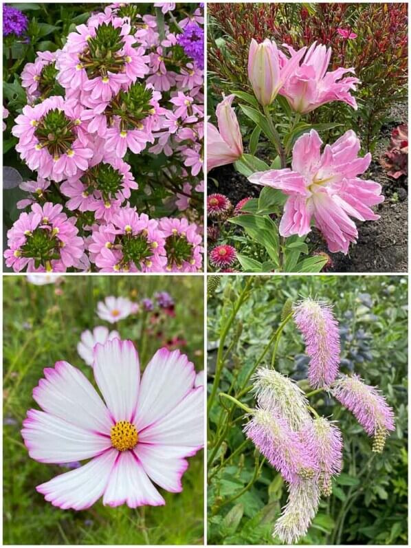Fleurs d'été, Scaevola, Lis, Cosmos, Sanguisorba, collage MOLDIV, Floriade, Almere (Pays-Bas)