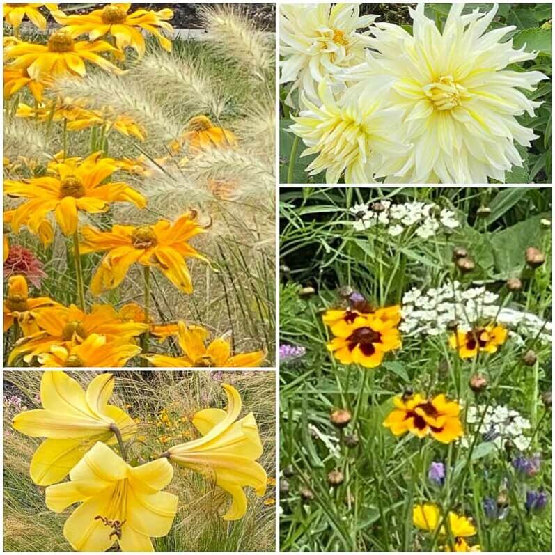 Rudbeckia, Pennisetum, Dahlia, Lis, Coreopsis, fleurs d'été, collage MOLDIV, Floriade, Almere (Pays-Bas)