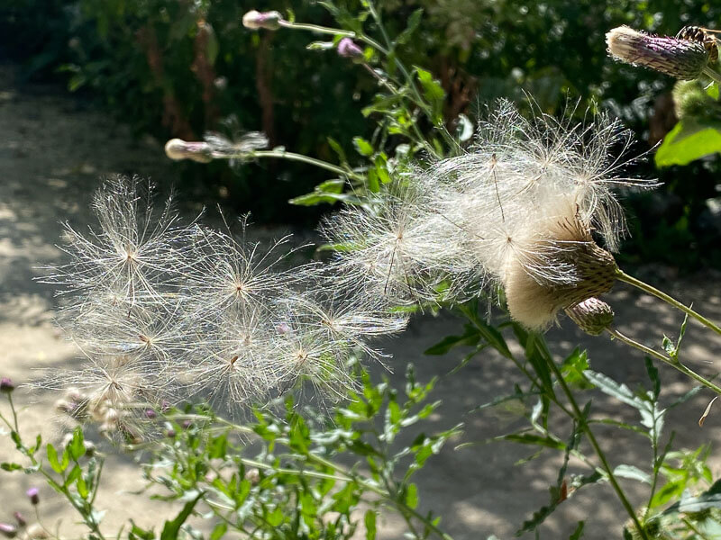 Graines, cirse, Cirsium, Astéracées, Floriade, Almere, Pays-Bas