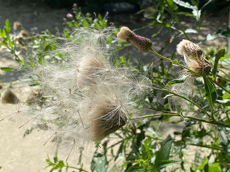 Graines, cirse, Cirsium, Astéracées, Floriade, Almere, Pays-Bas