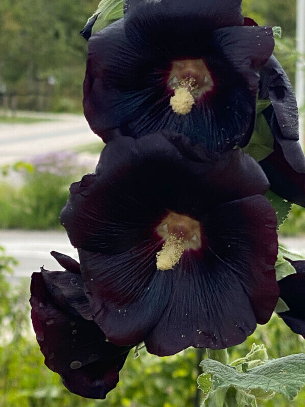 Rose trémière noire, fleur, Malvaceae, Floriade, Almere, Pays-Bas