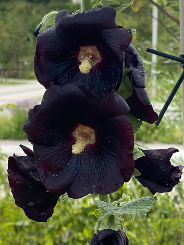 Rose trémière noire, fleur, Malvaceae, Floriade, Almere, Pays-Bas