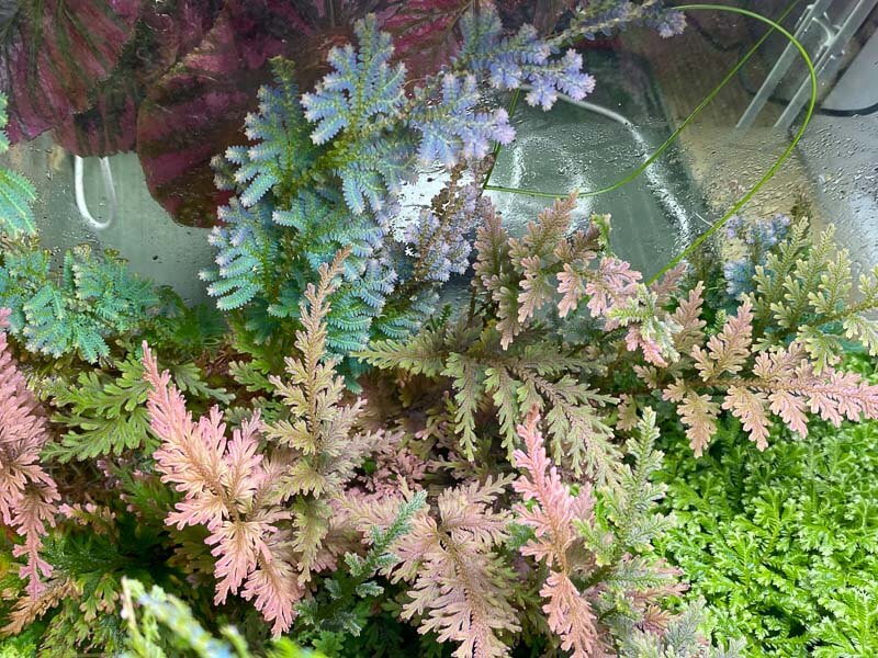 Sélaginelles, Selaginella, plante d'intérieur, terrarium, Paris 19e (75)