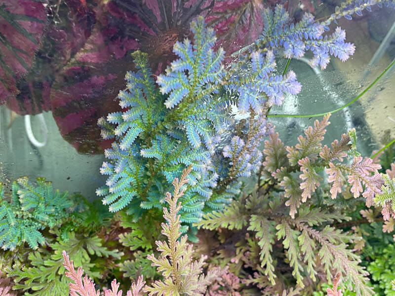 Sélaginelles, Selaginella, plante d'intérieur, terrarium, Paris 19e (75)