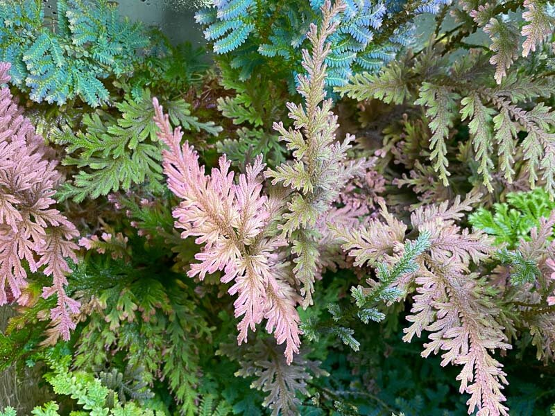 Sélaginelles, Selaginella, plante d'intérieur, terrarium, Paris 19e (75)