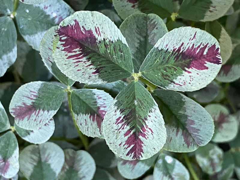 Trèfle (Trifolium repens) 'Red Dragon'en été sur mon balcon parisien, Paris 19e (75)