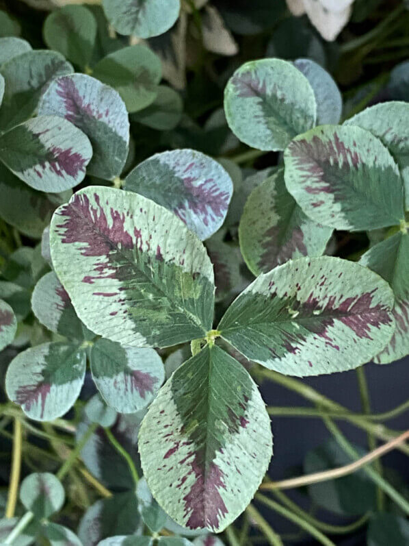 Trèfle (Trifolium repens) 'Red Dragon'en été sur mon balcon parisien, Paris 19e (75)